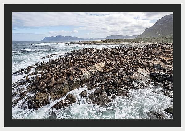 Seals At Play In The Cove