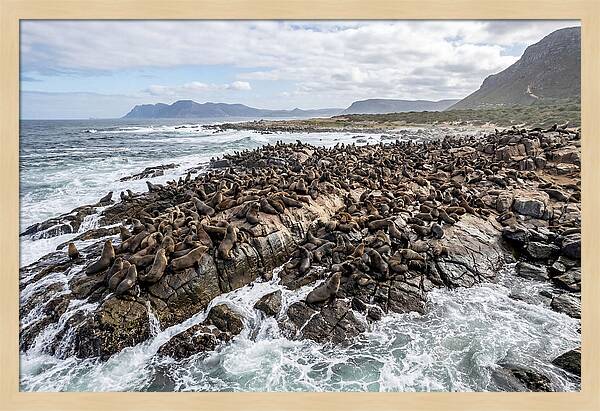 Seals At Play In The Cove