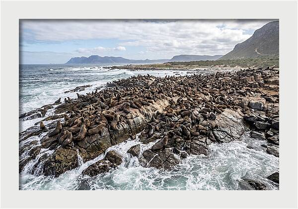 Seals At Play In The Cove