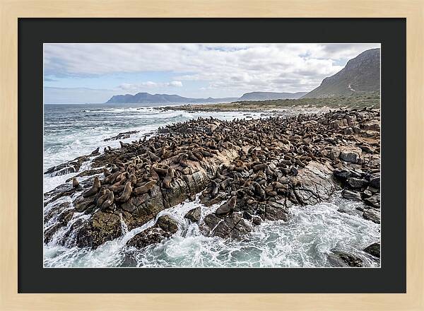 Seals At Play In The Cove