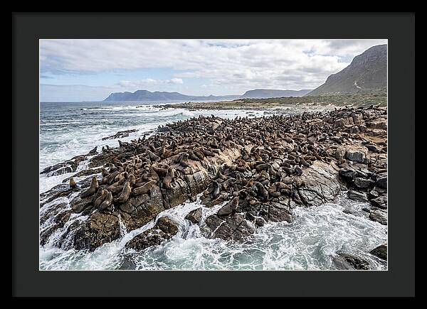 Seals At Play In The Cove