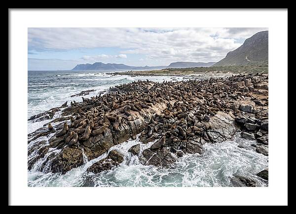 Seals At Play In The Cove