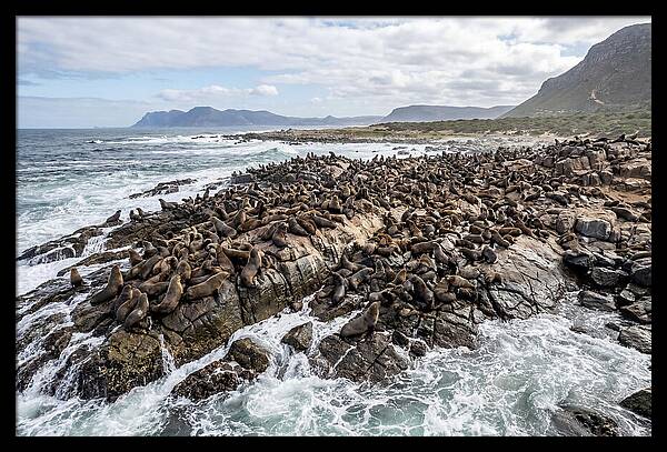 Seals At Play In The Cove