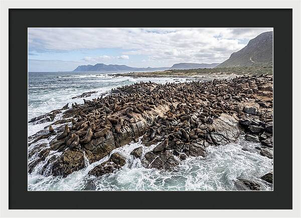 Seals At Play In The Cove