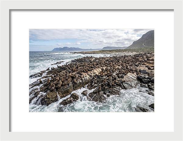 Seals At Play In The Cove