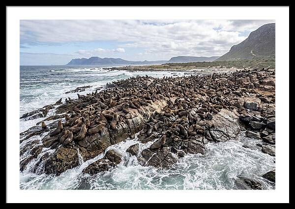 Seals At Play In The Cove