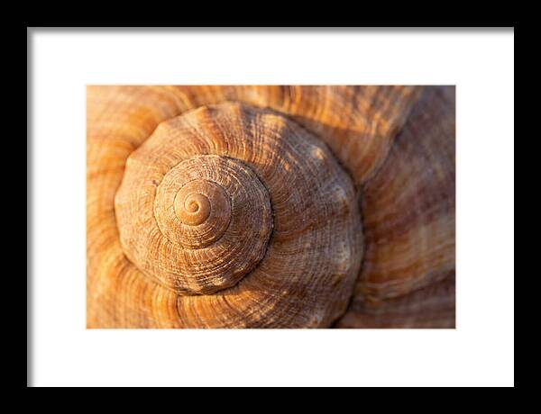 Seashell Spiral Detail
