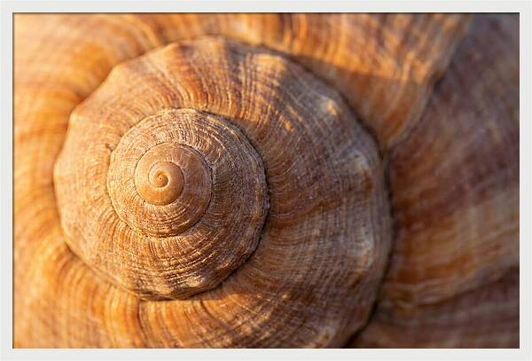 Seashell Spiral Detail