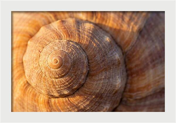 Seashell Spiral Detail