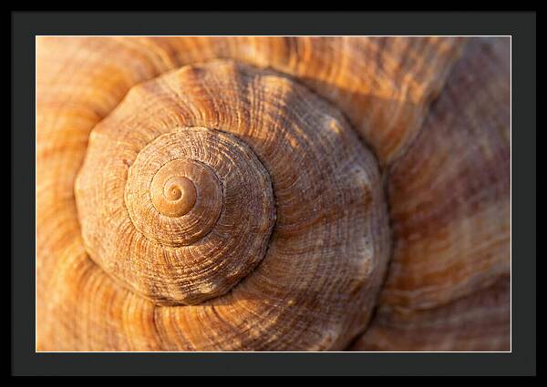Seashell Spiral Detail