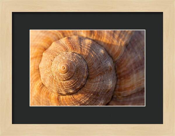 Seashell Spiral Detail
