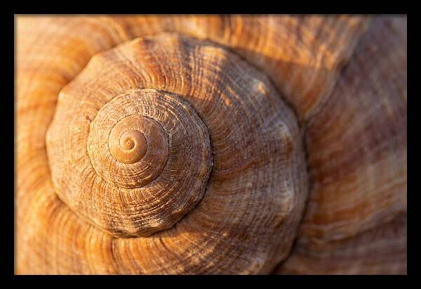 Seashell Spiral Detail
