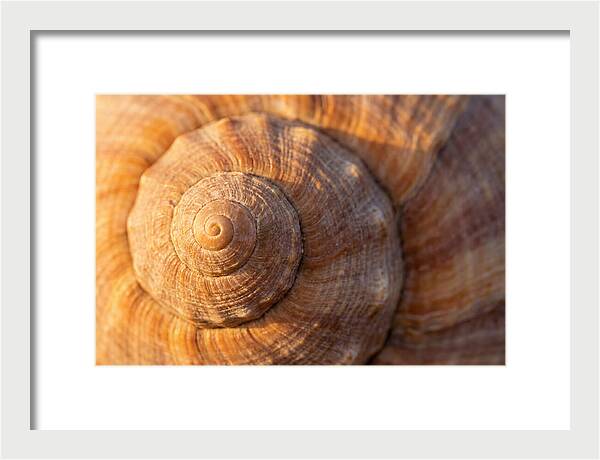 Seashell Spiral Detail