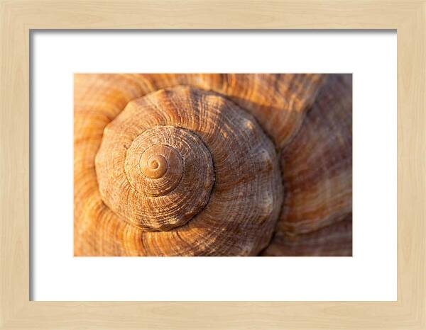 Seashell Spiral Detail