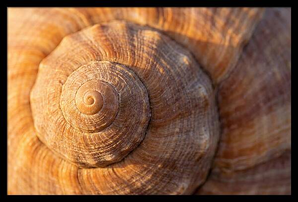 Seashell Spiral Detail