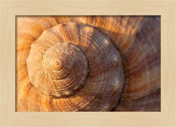 Seashell Spiral Detail