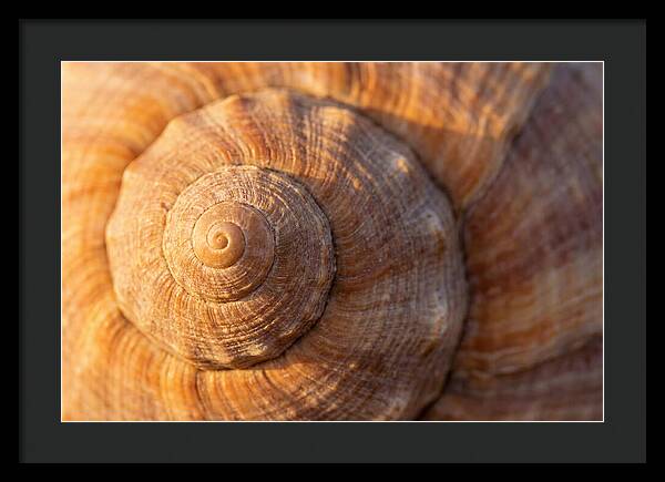 Seashell Spiral Detail