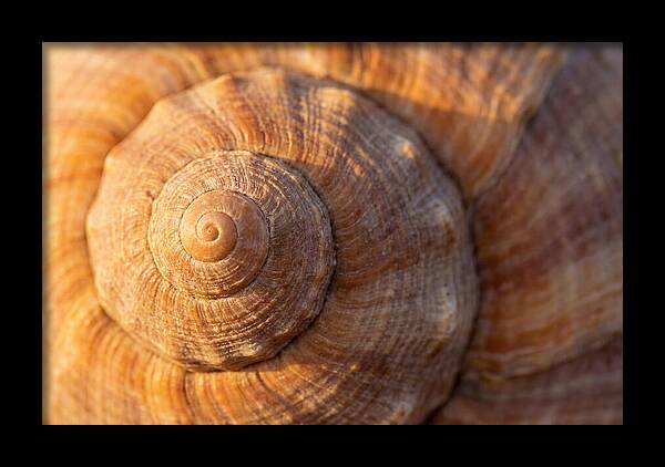 Seashell Spiral Detail