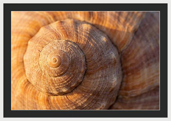 Seashell Spiral Detail