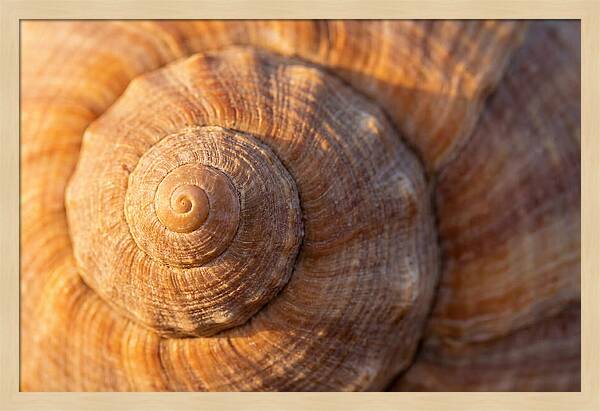 Seashell Spiral Detail