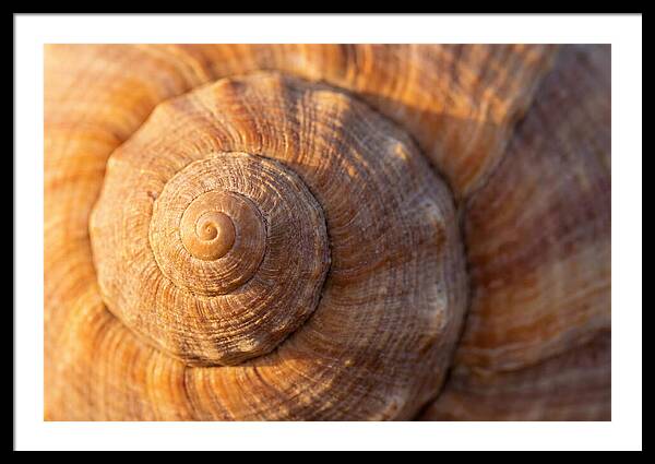 Seashell Spiral Detail