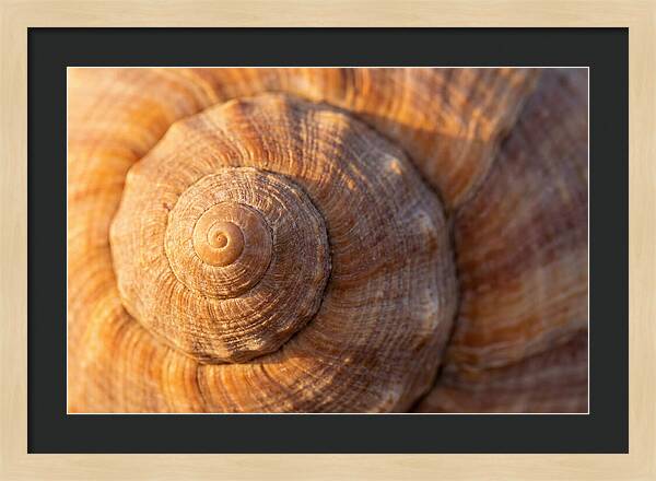Seashell Spiral Detail