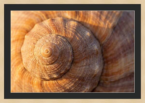 Seashell Spiral Detail