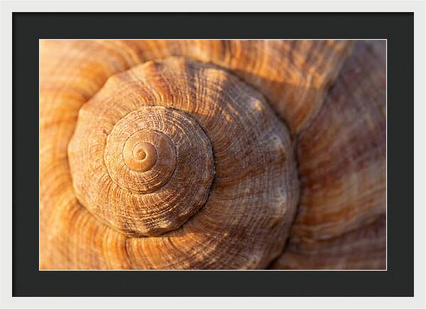 Seashell Spiral Detail