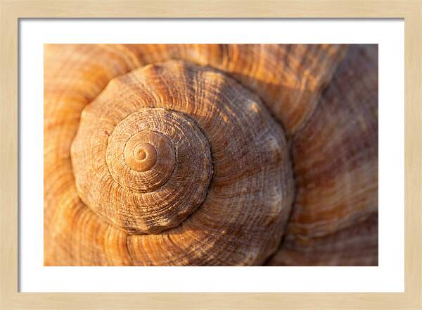 Seashell Spiral Detail