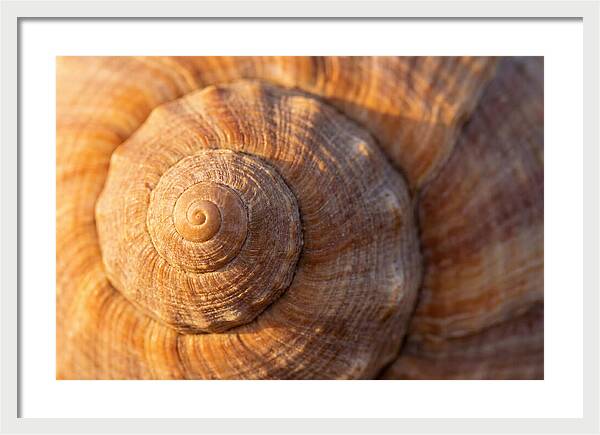 Seashell Spiral Detail