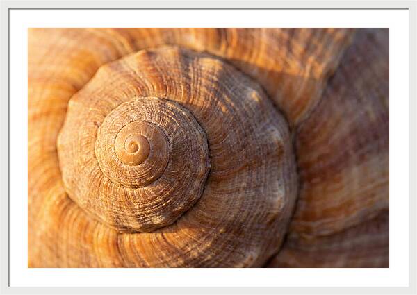 Seashell Spiral Detail