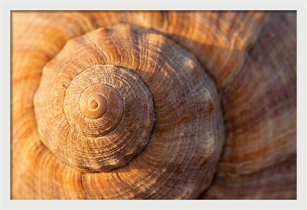 Seashell Spiral Detail