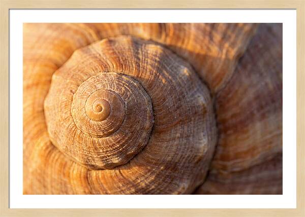 Seashell Spiral Detail