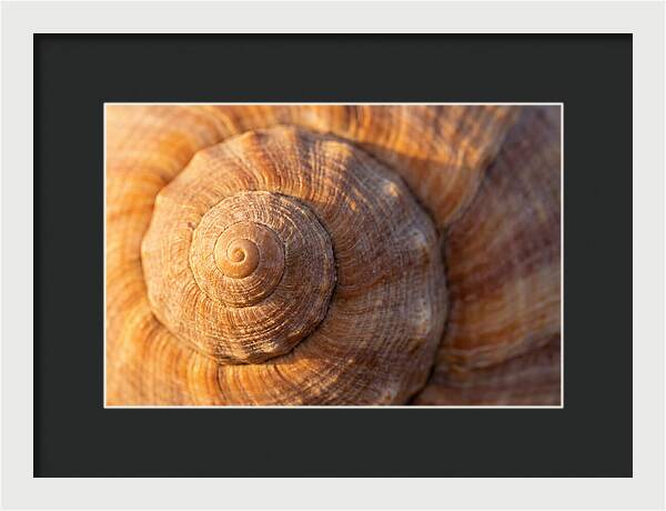 Seashell Spiral Detail