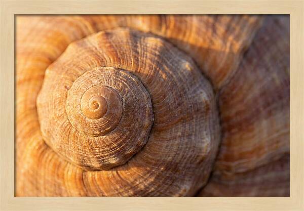 Seashell Spiral Detail
