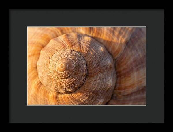Seashell Spiral Detail