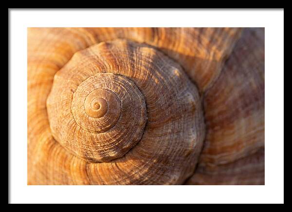 Seashell Spiral Detail