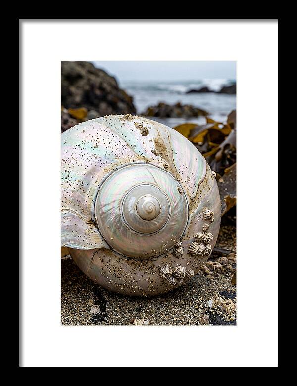 Seashell Spiral Nautilus