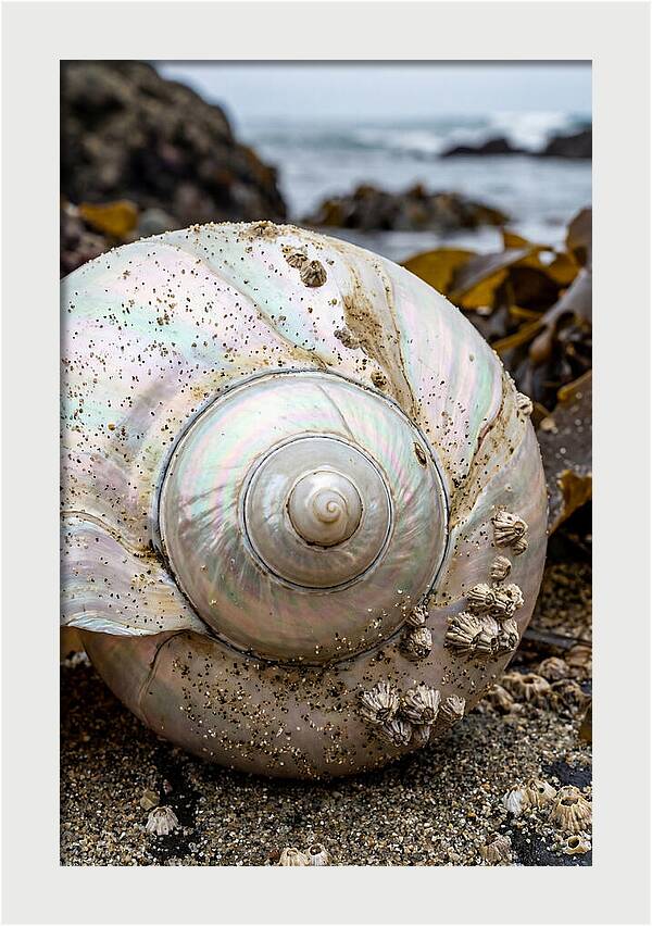 Seashell Spiral Nautilus