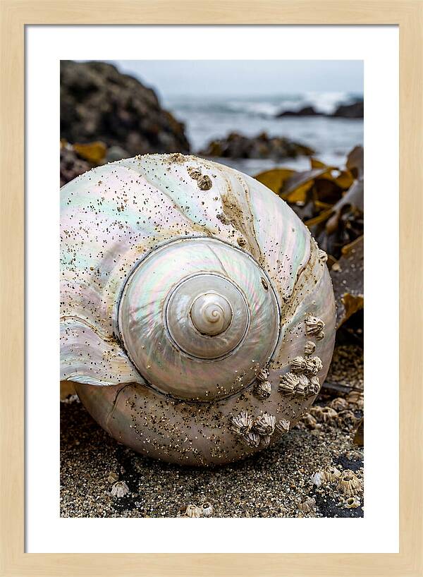 Seashell Spiral Nautilus