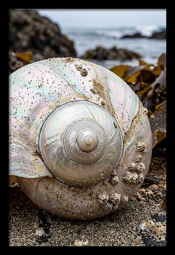 Seashell Spiral Nautilus