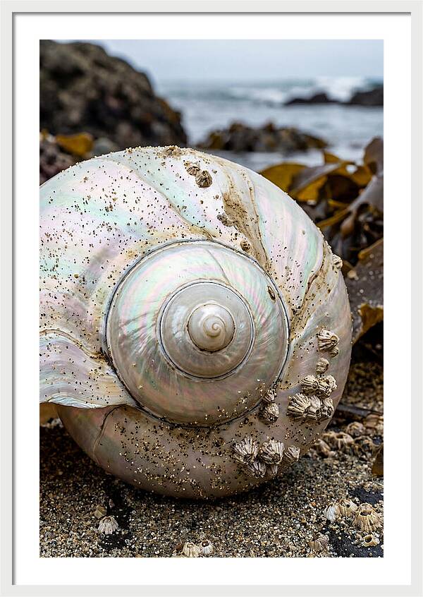 Seashell Spiral Nautilus