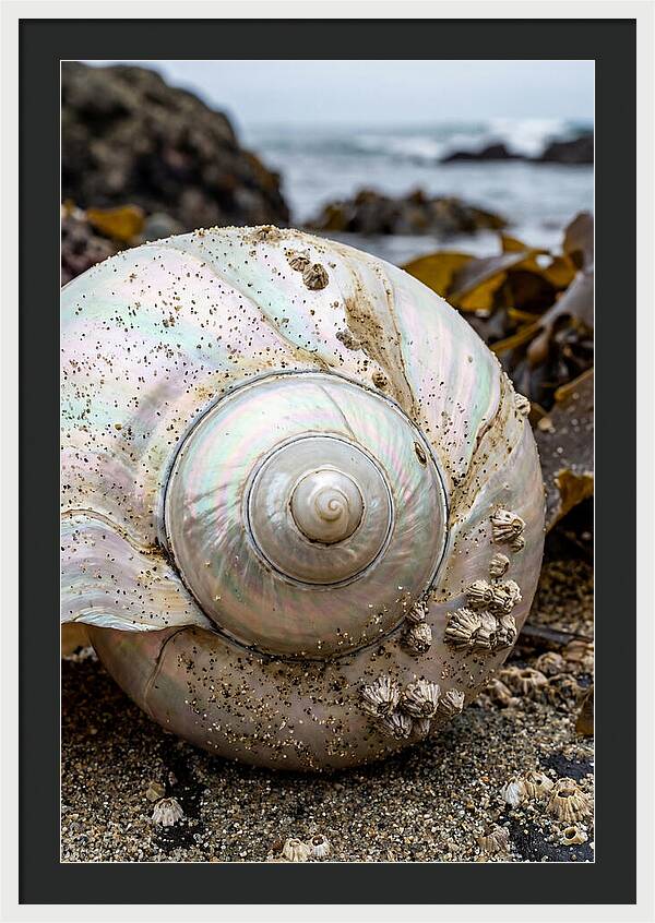 Seashell Spiral Nautilus