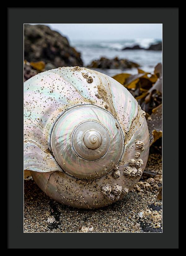 Seashell Spiral Nautilus