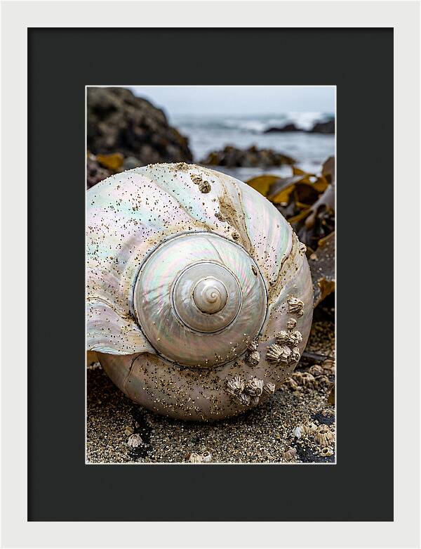 Seashell Spiral Nautilus