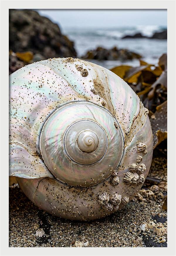 Seashell Spiral Nautilus