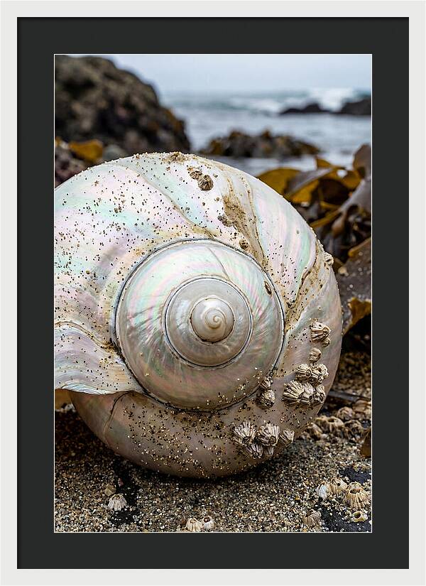 Seashell Spiral Nautilus