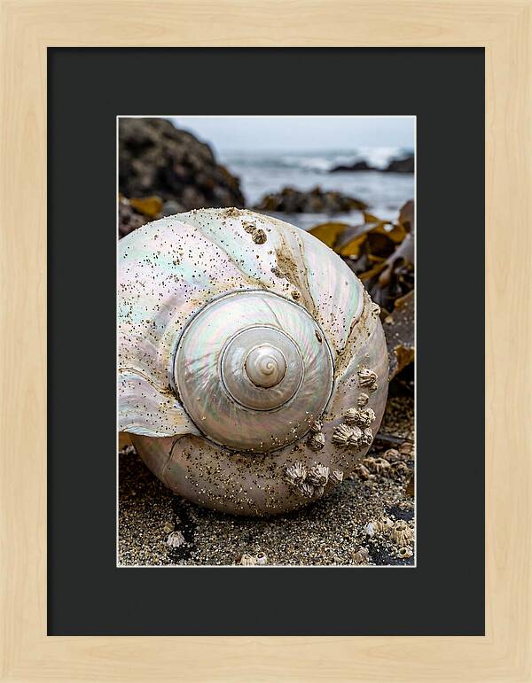 Seashell Spiral Nautilus