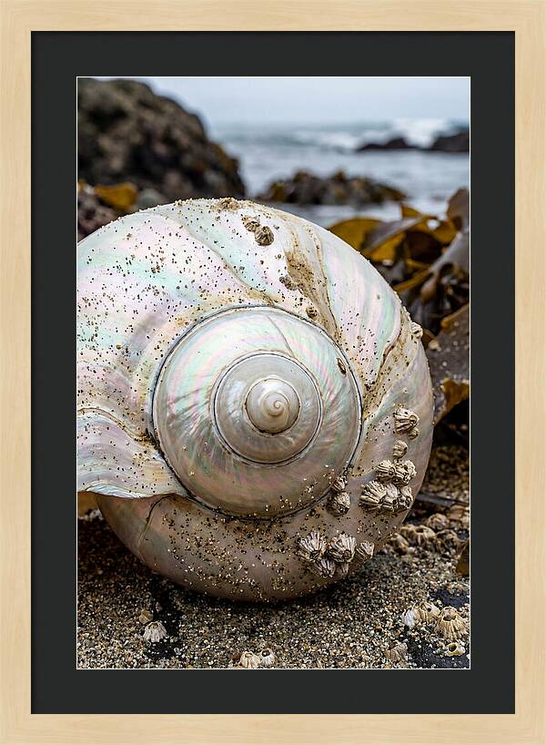 Seashell Spiral Nautilus