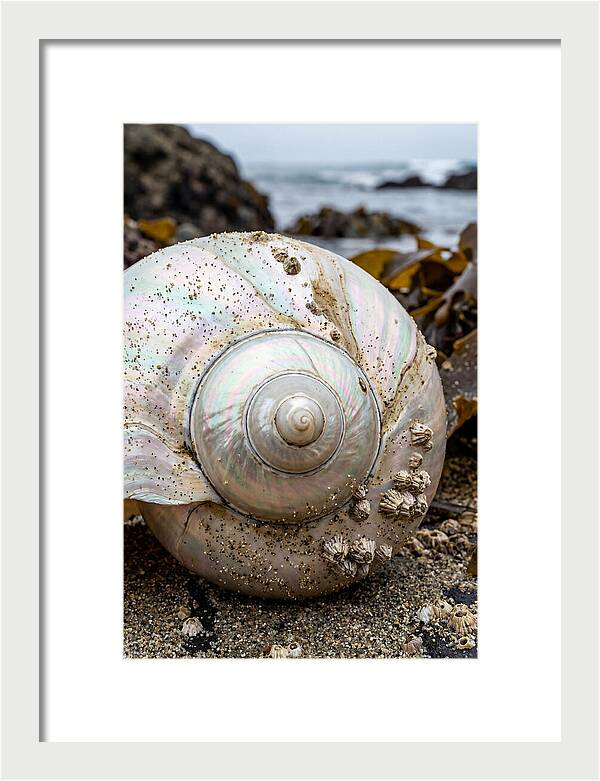 Seashell Spiral Nautilus